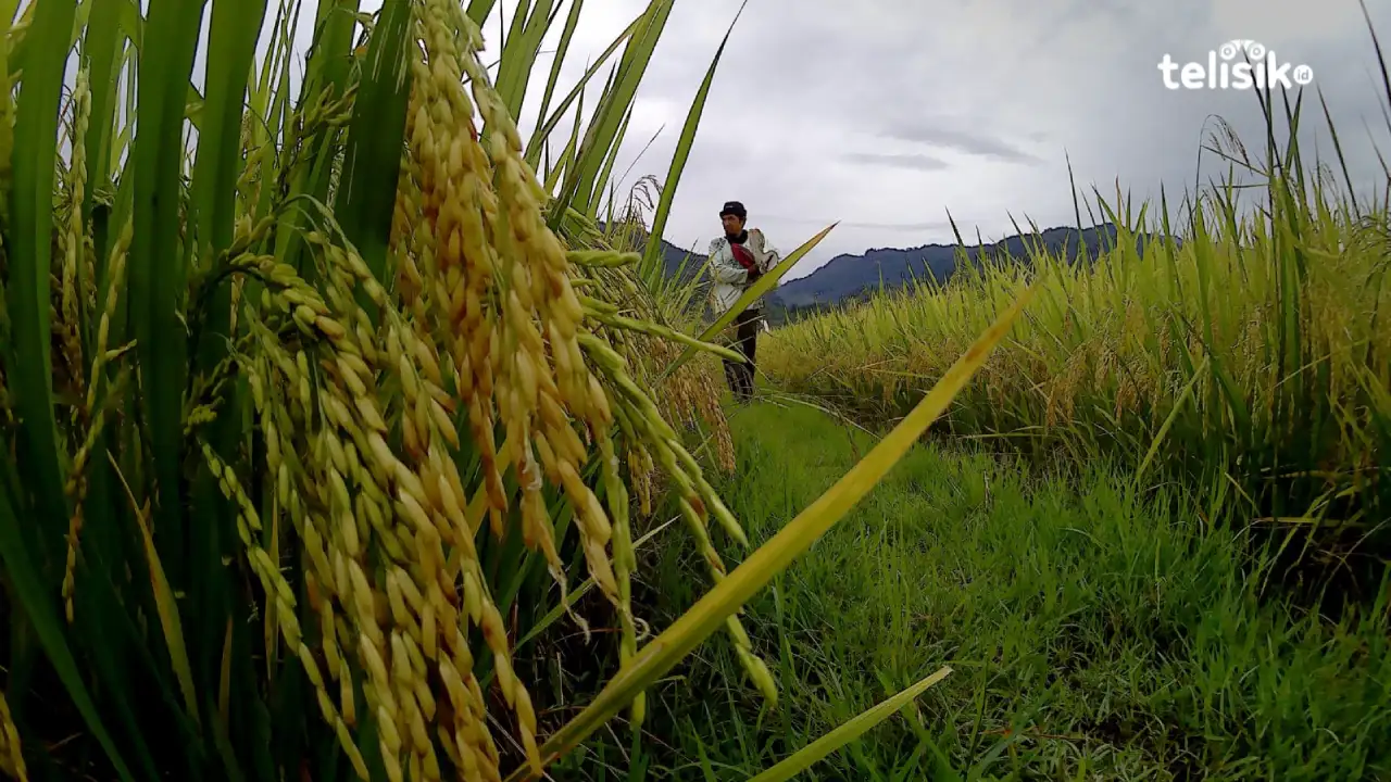 Padi sawah milik para petani di Kecamatan Wawo yang mulai ranum dan siap panen. Foto: Muh Risal H/Telisik
