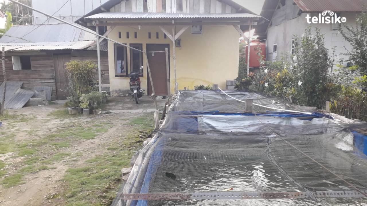 M Karim memanfaatkan pekarangan rumahnya di Kelurahan Watubangga, Kecamatan Baruga, untuk beternak lele. Foto: La Ode Aliarham/Telisik