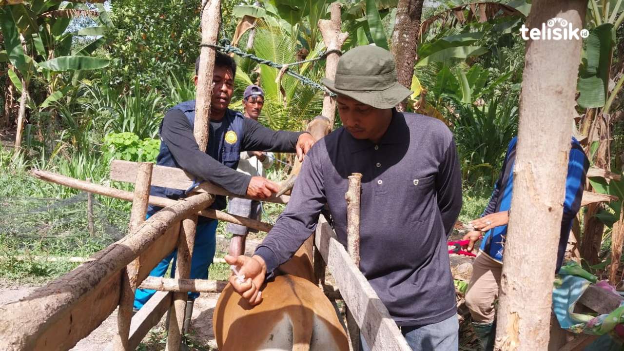 Proses vaksinasi kepada ternak sapi untuk mencegah penyakit PMK. Foto: Sigit Purnomo/Telisik