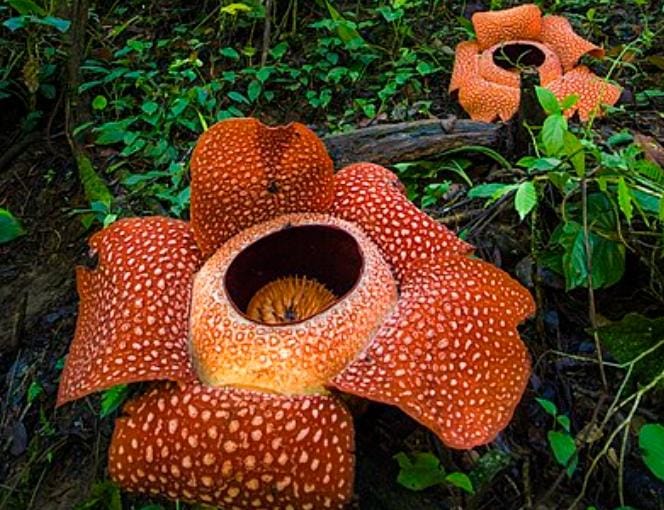 Rafflesia Arnoldi (Amorphophallus titanum) hanya dapat hidup di tipe hutan hujan. Raflesia dilindungi oleh PP Nomor 7 Tahun 1999 dan hanya mekar dalam waktu tiga hari sampai seminggu. Foto: Gramedia.com