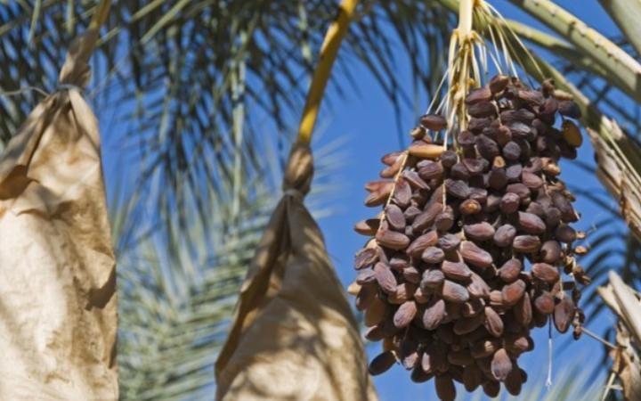Kurma merupakan salah satu buah kesukaan Nabi Muhammad SAW yang memiliki banyak manfaat, salah satunya mampu mengembalikan energi setelah berpuasa. Foto: Repro Detik.com