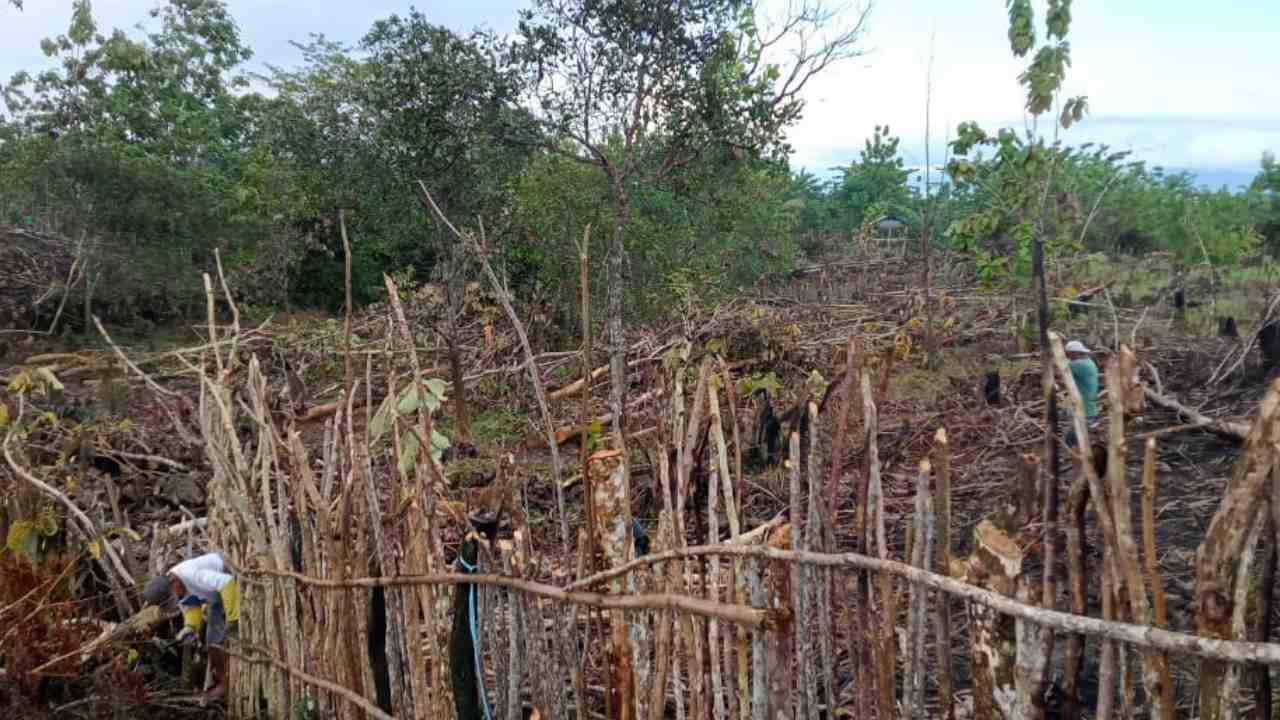 Kondisi hutan lindung Warangga, Kabupaten Muna yang mulai dikuasai masyarakat. Foto: Ist.