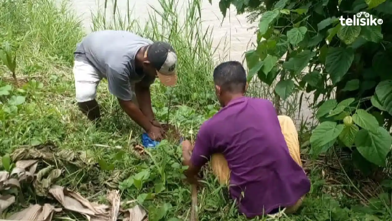 Dua orang Pokdarwis sedang menanam anakan waru di daerah aliran Sungai Waepesi untuk mencegah erosi. Foto: Berto Davids/Telisik