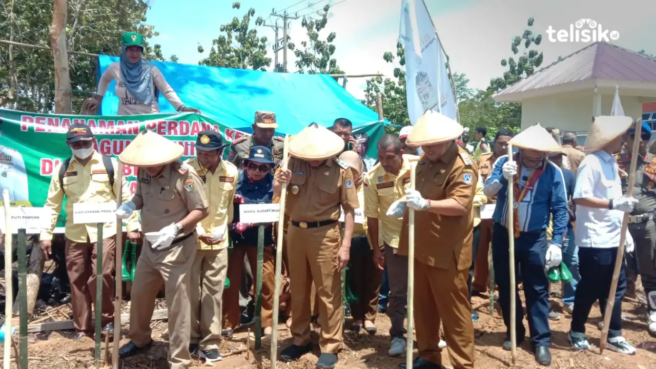 Bupati Muna, LM Rusman Emba bersama Wabup, Bachrun Labuta dan Asisten Deputi Pangan Kementerian Perekonomian, Muhamad Saifulloh saat menanam jagung. Foto: Sunaryo/Telisik