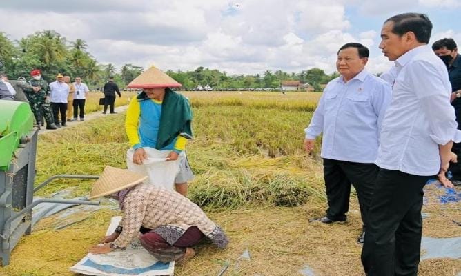 Pemerintah tengah menghitung harga untuk GKP dari petani yang saat ini dikeluhkan petani terlalu rendah. Foto: Okezone.com