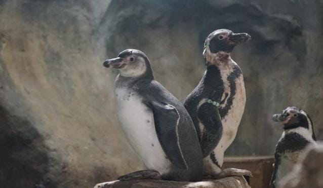 Bayi-bayi penguin humboldt yang menetas di Ancol Taman Impian, Jakarta Utara. Penguin ini merupakan salah satu dari delapan belas penguin yang ada di dunia. Foto: Detik.com