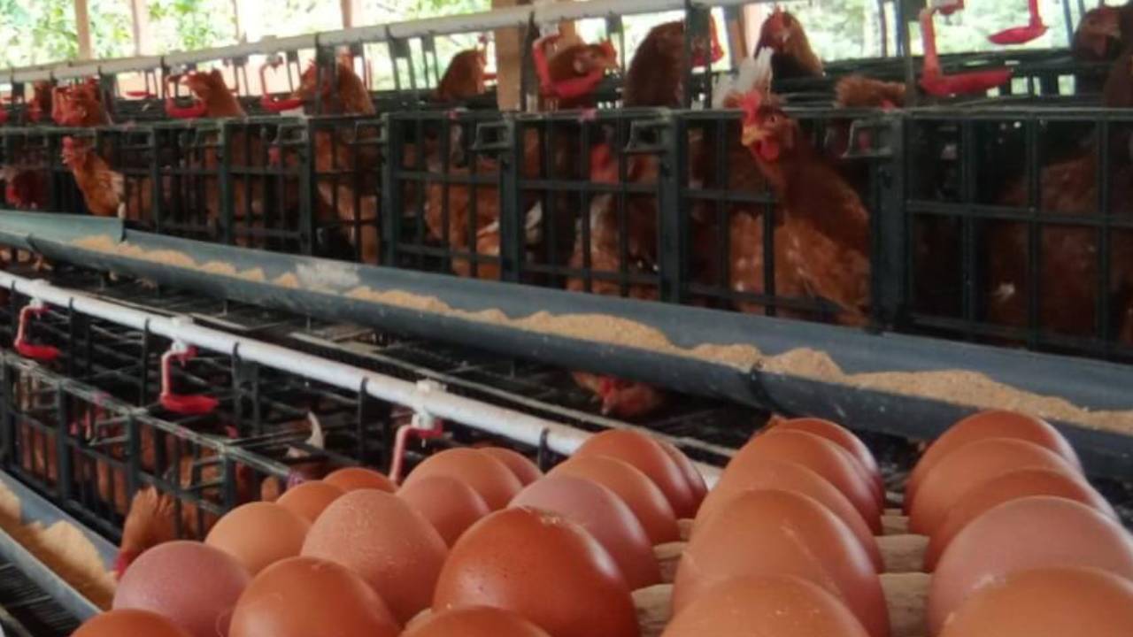 Harga telur di Muna Barat mengalami kelonjakan akibat kelangkaan stok. Foto: Ist.