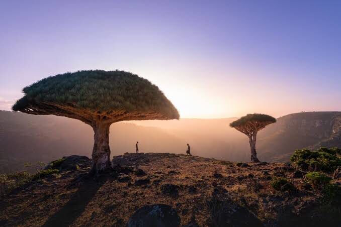 Pulau Socotra merupakan pulau yang terletak di pantai Yaman di Samudra Hindia. Meski memiliki keindahan alam yang unik dan menakjubkan, namun Pulau Socotra dianggap menyimpan banyak keanehan. Foto: Idntimes.com