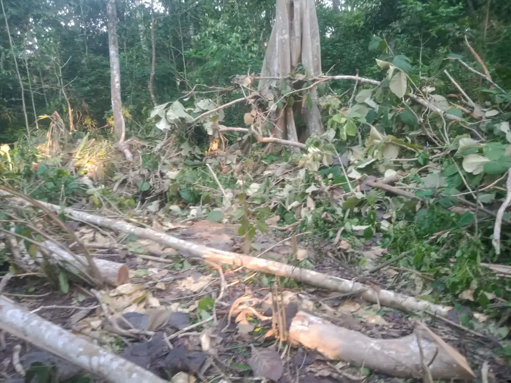 Keadaan hutan jati yang hampir gundul di area permandian Matakidi, Kecamatan Barangka, Muna Barat. Foto: Ist.