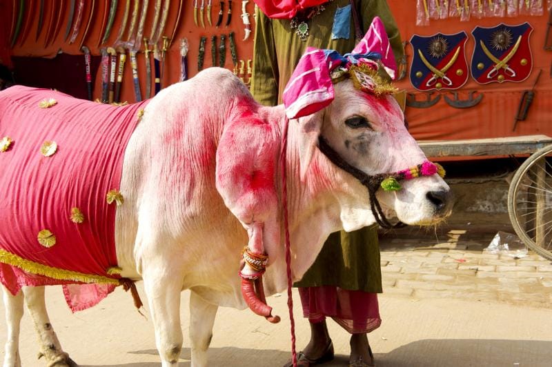 Sapi di India harus punya kartu identitas. Program ini bertujuan untuk meningkatkan pendapatan peternak dengan produksi susu, agar negara terhindar dari kemiskinan. Foto: Repro Okezonenews