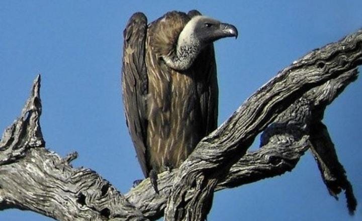 Burung nasar adalah satu-satunya hewan bertulang belakang (vertebrata) di daratan yang bisa hidup dengan makan bangkai. Foto: Detik.com