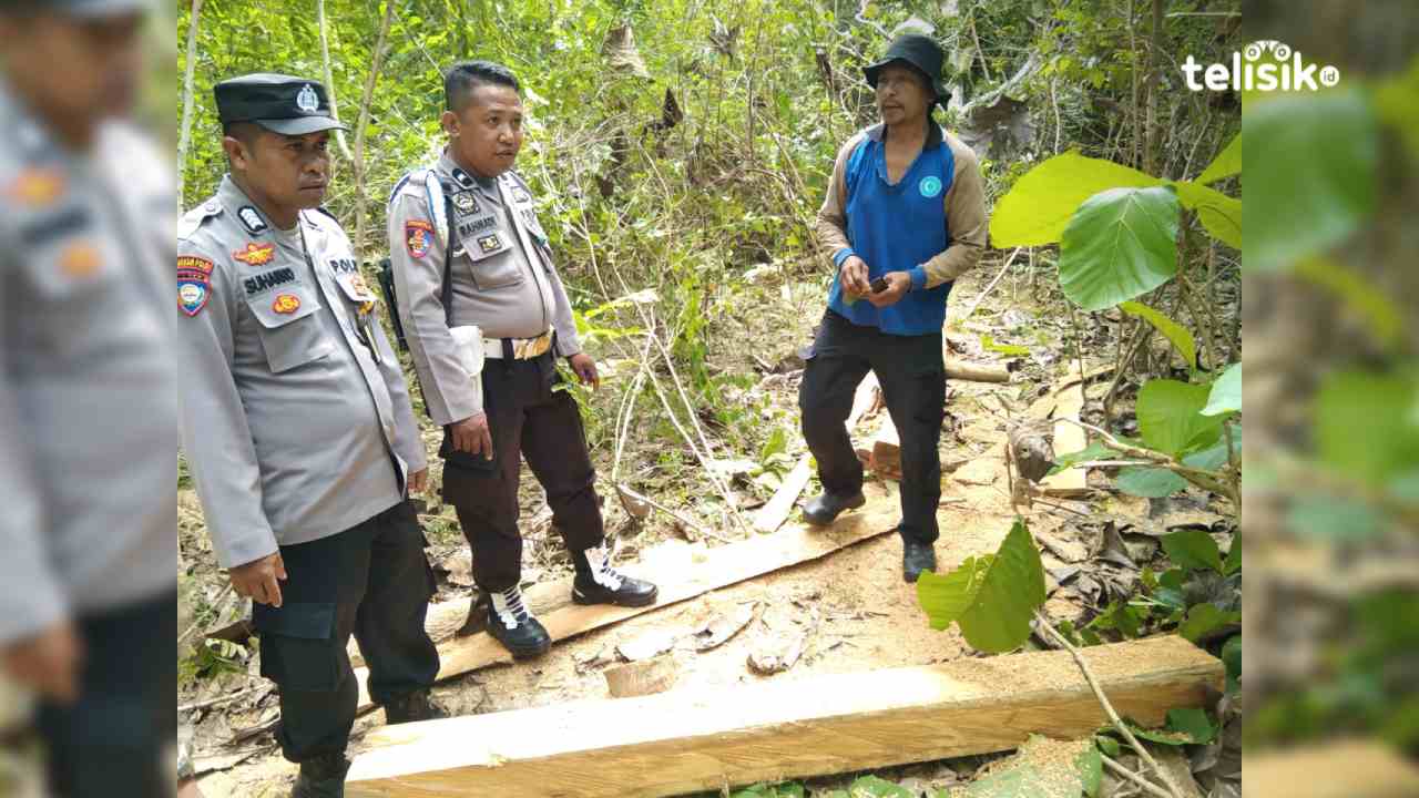 Kayu milik Ketua DPC PKB Muna, La Ode Arwaha Adi Saputra yang ditebang. Foto: Sunaryo/Telisik