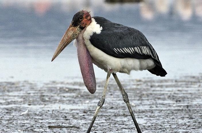 Marabou Stork (Leptoptilos crumeniferus) termasuk pemakan bangkai, meski makanannya terkesan jorok, burung ini apat membantu menekan persebaran kuman penyakit dari bangkai-bangkai yang membusuk. Foto: Commons.m.wikipedia.org