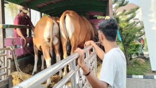 Hewan kurban Idul Adha di Ende telah didistribusikan ke masjid-masjid. Foto: Ist.