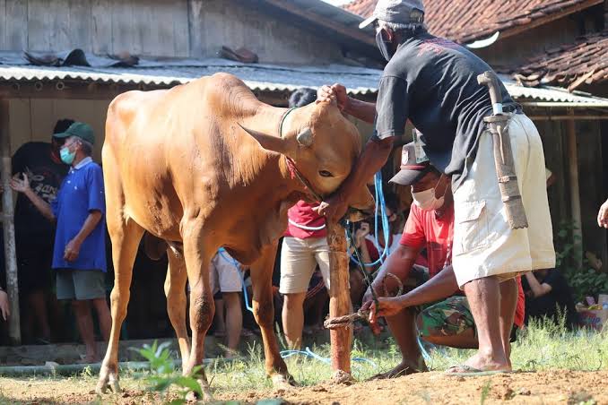 Tata cara dan doa dalam berkurban tak hanya berlaku bagi shohibul kurban. Penerima daging kurban juga dianjurkan membaca doa saat menerima daging. Foto: Hajinews.id