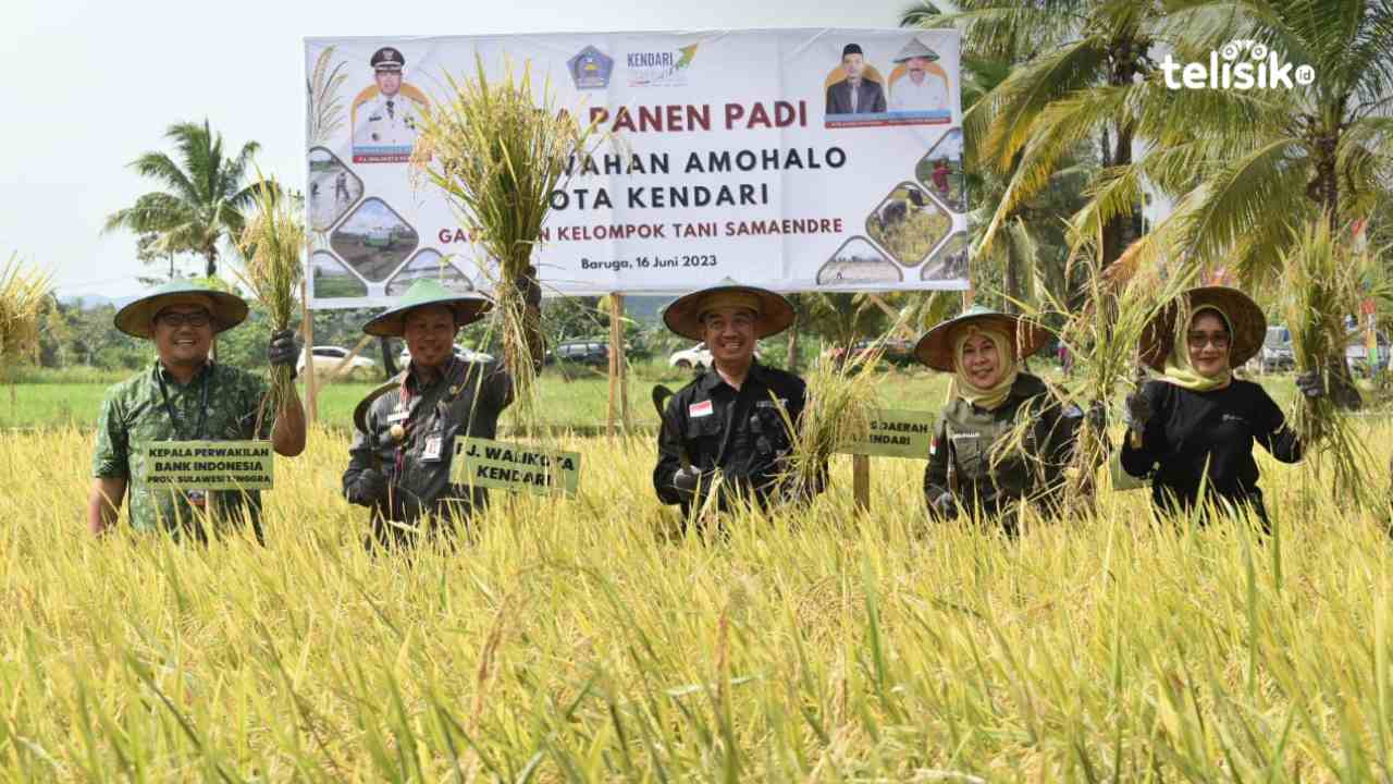 Pj Wali Kota Kendari bersama sejumlah pejabat melakukan panen padi pada pesta panen, di lahan pertanian di kawasan persawahan Amohalo Kecamatan Baruga Kota Kendari. Foto: Sumarlin/Telisik