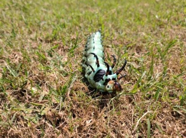 Meski penampilannya menyeramkan, ternyata hickory horned devil tidak berbahaya bagi manusia. Warna cerah tubuh dan tanduknya merupakan bentuk kamuflase agar pemangsa mengira ulat ini berbahaya. Foto: Istockphoto.com