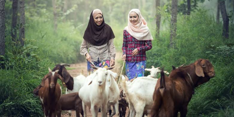 Ulama berbeda pendapat tentang penyembelihan hewan kurban atas nama orang yang sudah meninggal bukan karena nazar. Foto: Repro Dream.co.id