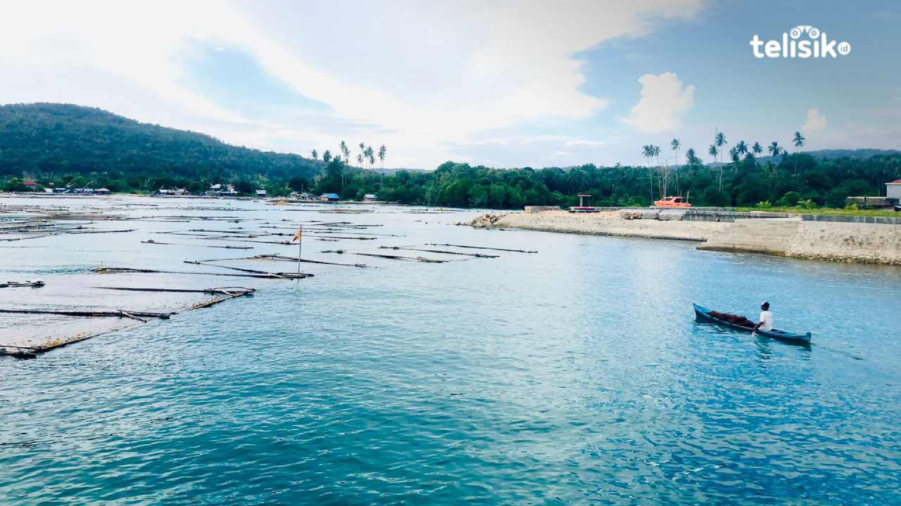 Potensi alam Pesisir Bandar Batauga, Buton Selatan dimanfaatkan untuk budidaya rumput laut. Foto: Sofi Insan Wardani/Telisik