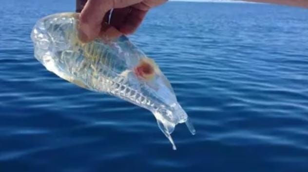 Salp laut, organisme berbentuk tong kecil ini bergerak melalui air dengan memompa air melalui tubuh agar-agar mereka, mengunyah fitoplankton saat mereka pergi. Foto: Liputan6.com