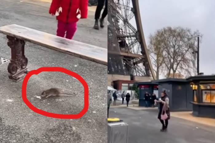 Tikus tampak bebas berkeliaran di Kota Paris. Pemerintah tak mampu membasmi hewan pengerat ini, sehingga masyarakat diminta untuk hidup berdampingan dengan tikus. Foto: Repro Bantenraya.co.id