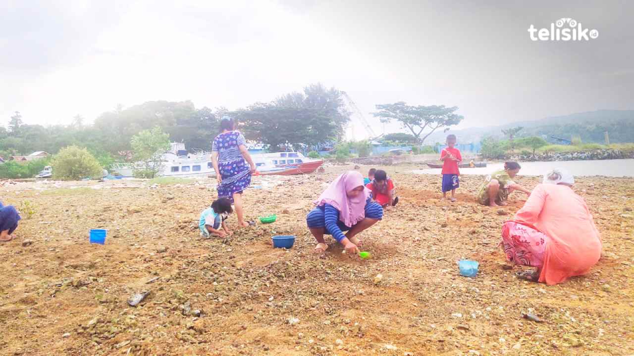 Sejumlah warga Kampung Baru Kecamatan Poasia, Kota Kendari berburu kerang dan siput saat air laut surut. Foto: Erni Yanti/Telisik