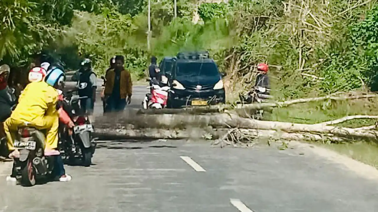 Pohon tumbang yang menutupi jalur jalan poros Labusa, Buton Selatan dan mengakibatkan akses transportasi terganggu. Foto: Ist.