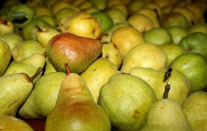 Buah pir juga memiliki kandungan gula yang tinggi di dalamnya. Buah pir ukuran sedang memiliki kandungan gula setidaknya 17 gram di dalamnya. Foto: Grid.id