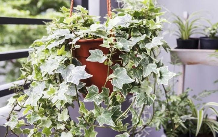 Anda dapat menanam tanaman ivy di pot gantung untuk membantu meningkatkan kualitas udara di rumah. Foto: Kompas.com