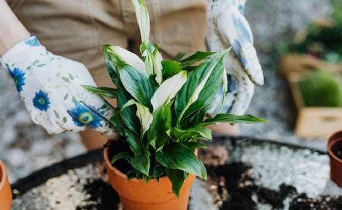 Tanaman hias lainnya yang bisa menyerap kelembapan di kamar mandi adalah peace lily. Tanaman ini memiliki daun yang mengkilap serta berbunga putih. Foto: Grid.id