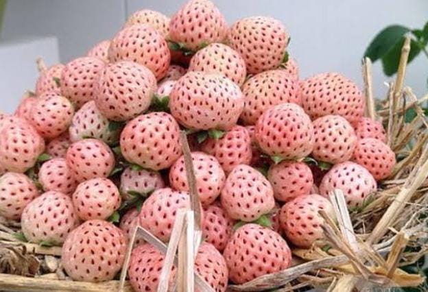 Buah hybrid merupakan jenis buah yang dihasilkan dari persilangan 2 buah atau lebih. Persilangan ini menghasilkan jenis buah baru yang unik. Foto: Repro Okezone.com