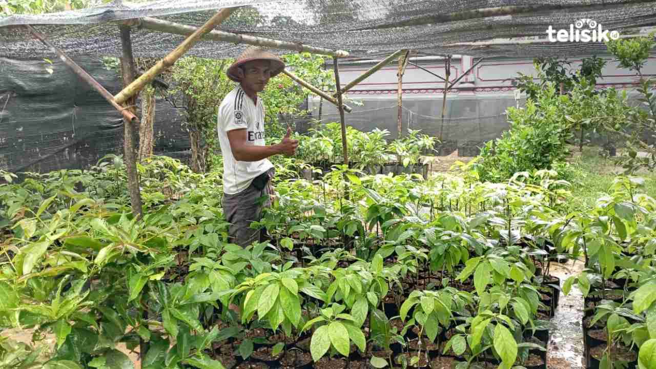 Budidaya tanaman alpukat menggunakan sistem entris. Foto: Nyoman Andre Mahendra/Telisik