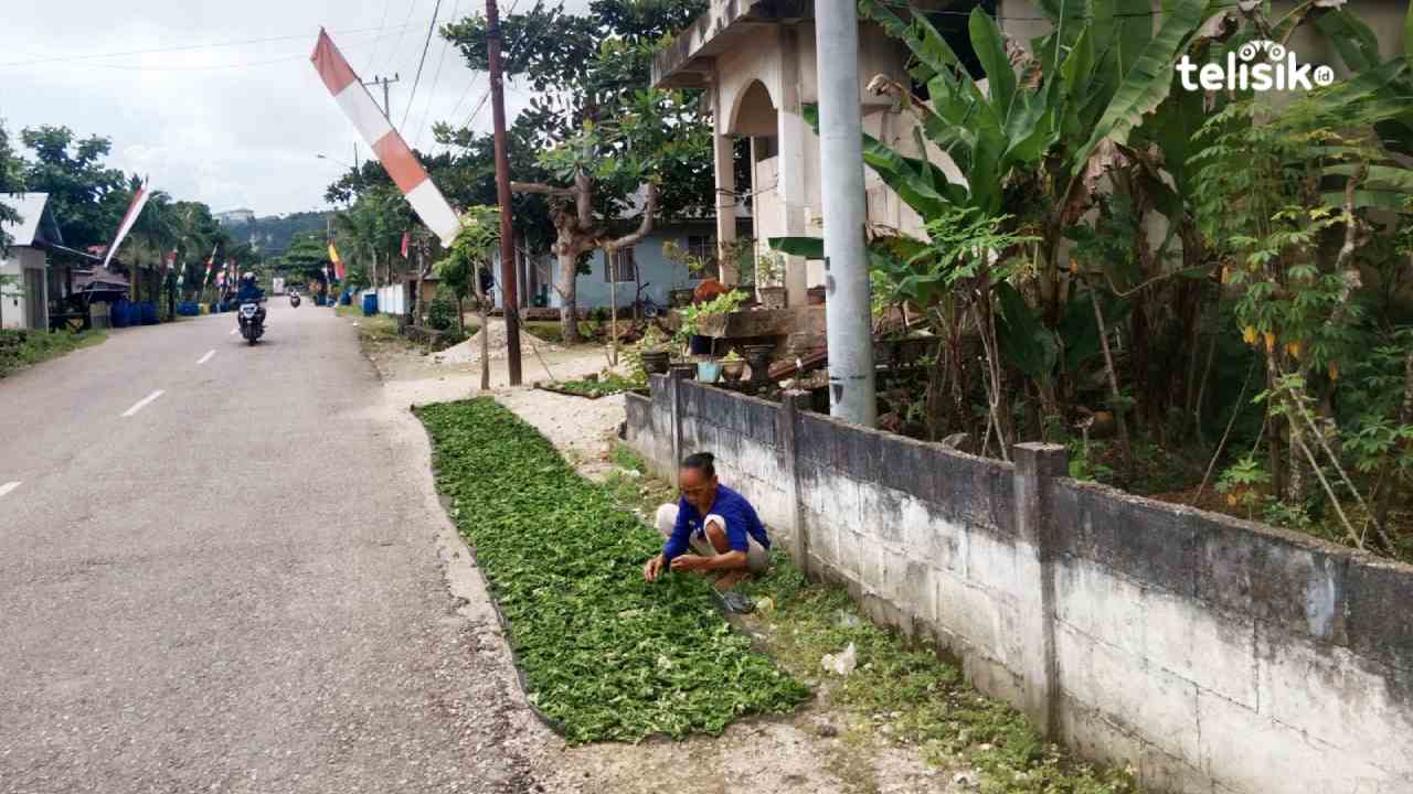 Ina La Udi mengais rezeki dengan mencari lumut liar di pantai. Lalu dikeringkan dengan mengandalkan sinar matahari. Foto: Febriyani/Telisik