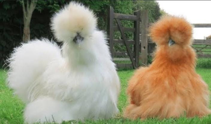 American silkie dikenal sebagai ayam yang lucu, bahkan ramah dan juga lemah lembut bahkan bisa mengenali pemiliknya. Foto: Repro Jualayamhias.com