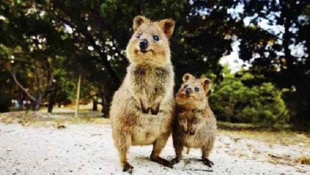 Quokka tergolong salah satu spesies walabi paling kecil di Australia. Populasi quokka paling banyak ditemukan di Pulau Rottnest, Australia. Foto: Tempo.co