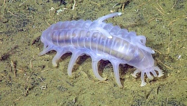 Meski memiliki nama babi laut, namun hewan ini sebenarnya bukan babi, tetapi teripang atau timun laut. Teripang adalah kelompok echinoderms atau invertebrata laut. Foto: Mbari.org