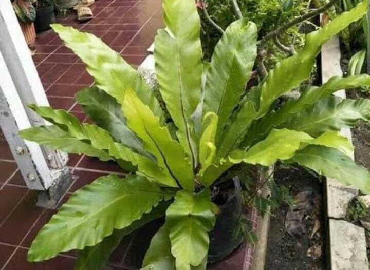 Bird’s nest fern (pakis sarang burung) adalah tanaman hias dalam ruangan yang sangat baik untuk membersihkan udara, memurnikan udara dari formaldehida. Foto: Steemit.com