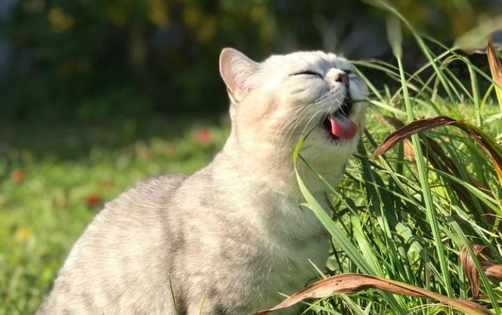 Pernahkah kamu melihat kucing memakan rumput atau tanaman? Meski kucing merupakan salah satu binatang pemakan daging, mereka juga perlu mendapatkan nutrisi. Foto: Kompas.com