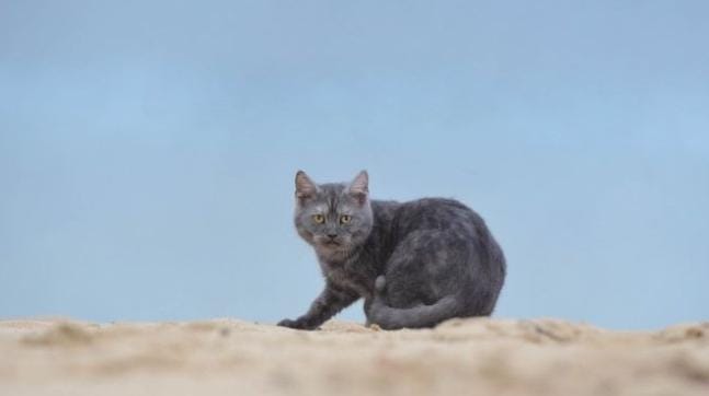 Kebiasaan ini ada hubungannya dengan wilayah kekuasaan dan ketundukan. Kucing besar atau kucing liar yang dominan atau berkuasa di wilayahnya, tidak mengubur kotorannya. Foto: Bobogrid.id