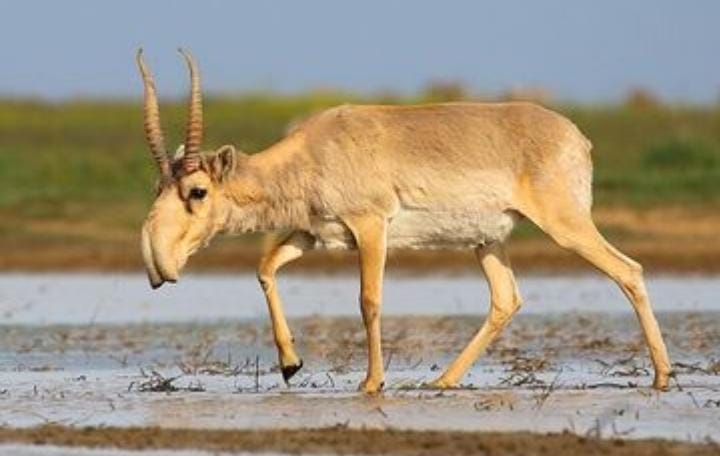 Antelop Saiga adalah hewan unik asli Asia Tengah yang pernah hampir punah sebanyak dua kali. Foto: Grid.id