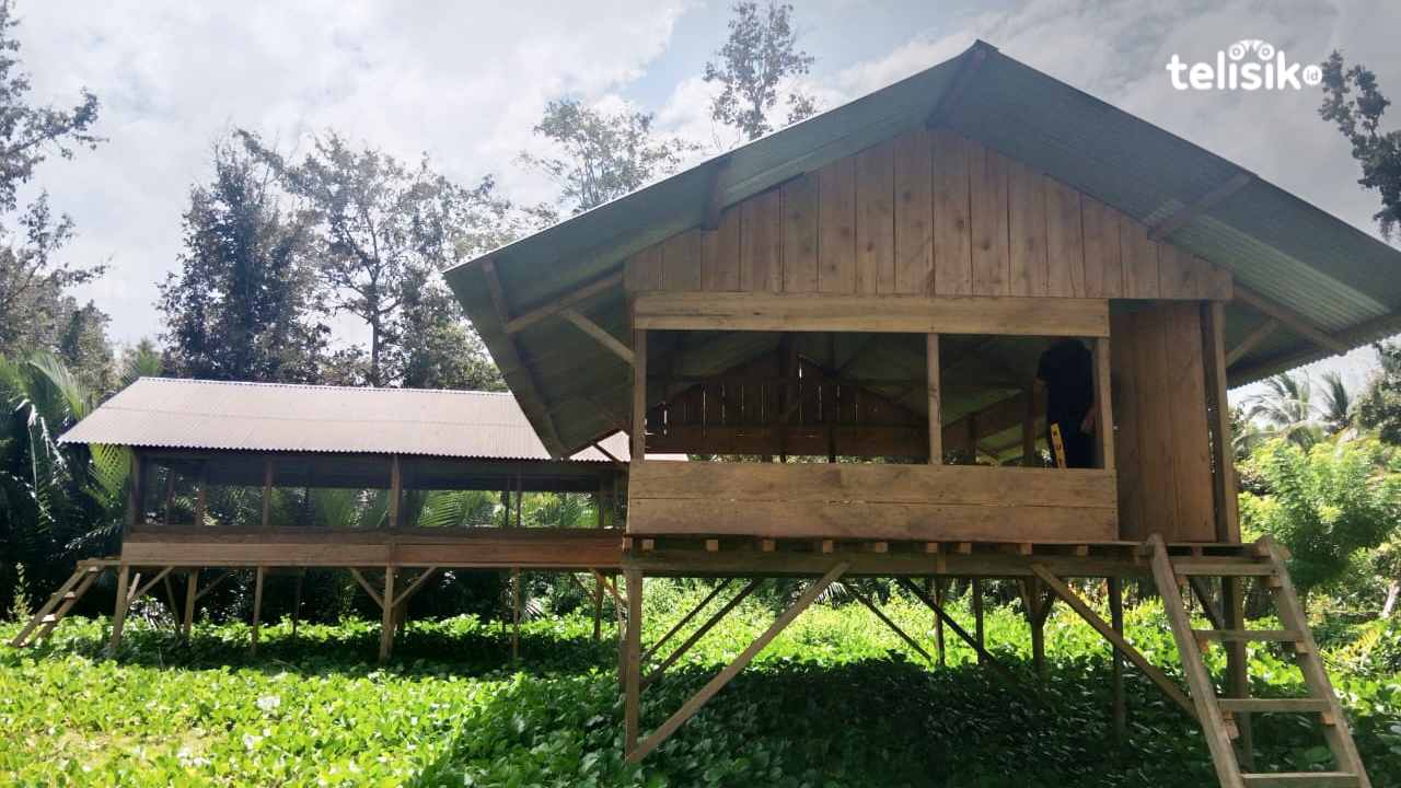 Kadang ayam potong/pedaging yang nantinya akan disalurkan ke warga untuk dikelola lebih lanjut. Pemdes Kambawa Kole juga menyiapkan bibit serta pakan ayam potong. Foto: Febriyani/Telisik