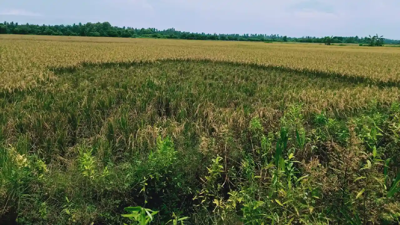 Lahan padi yang dicuri oleh orang tak dikenal di Desa Perkebunan Ramunia, Kecamatan Pantailabu, Kabupaten Deli Serdang. Foto: Ist.