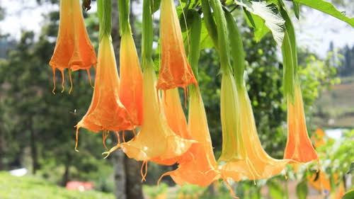 Sama halnya dengan hewan, pada tumbuhan jantan akan memproduksi sperma dan bagian betina berhubungan dengan telur. Foto: Tirto.id