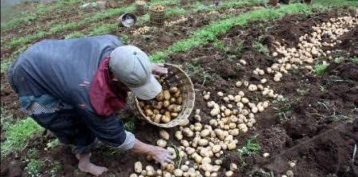 Kentang merupakan salah satu umbi-umbian yang cukup populer dan sering diolah menjadi berbagai jenis makanan. Foto: Repro Agronomiunhas.blogspot.com
