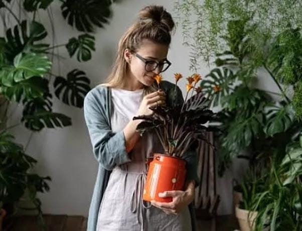 Anda bisa membawa masuk tanaman tersebut ke dalam rumah. Ketika angin berhembus, maka aroma dari bunga akan menyeruak ke seluruh ruangan. Foto: Jurnalindo.com