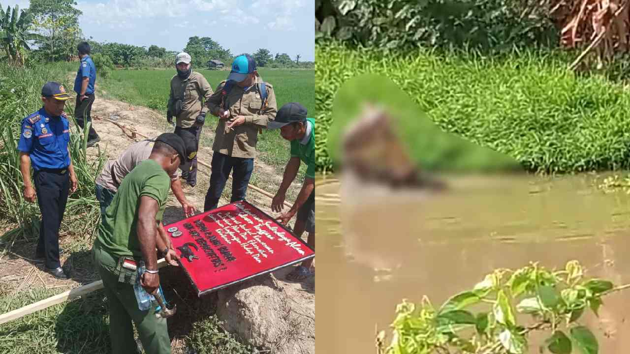 Proses pemasangan papan himbauan (kiri), dan tangkapan layar  video buaya menerkam korban (kanan). Foto: Ist.