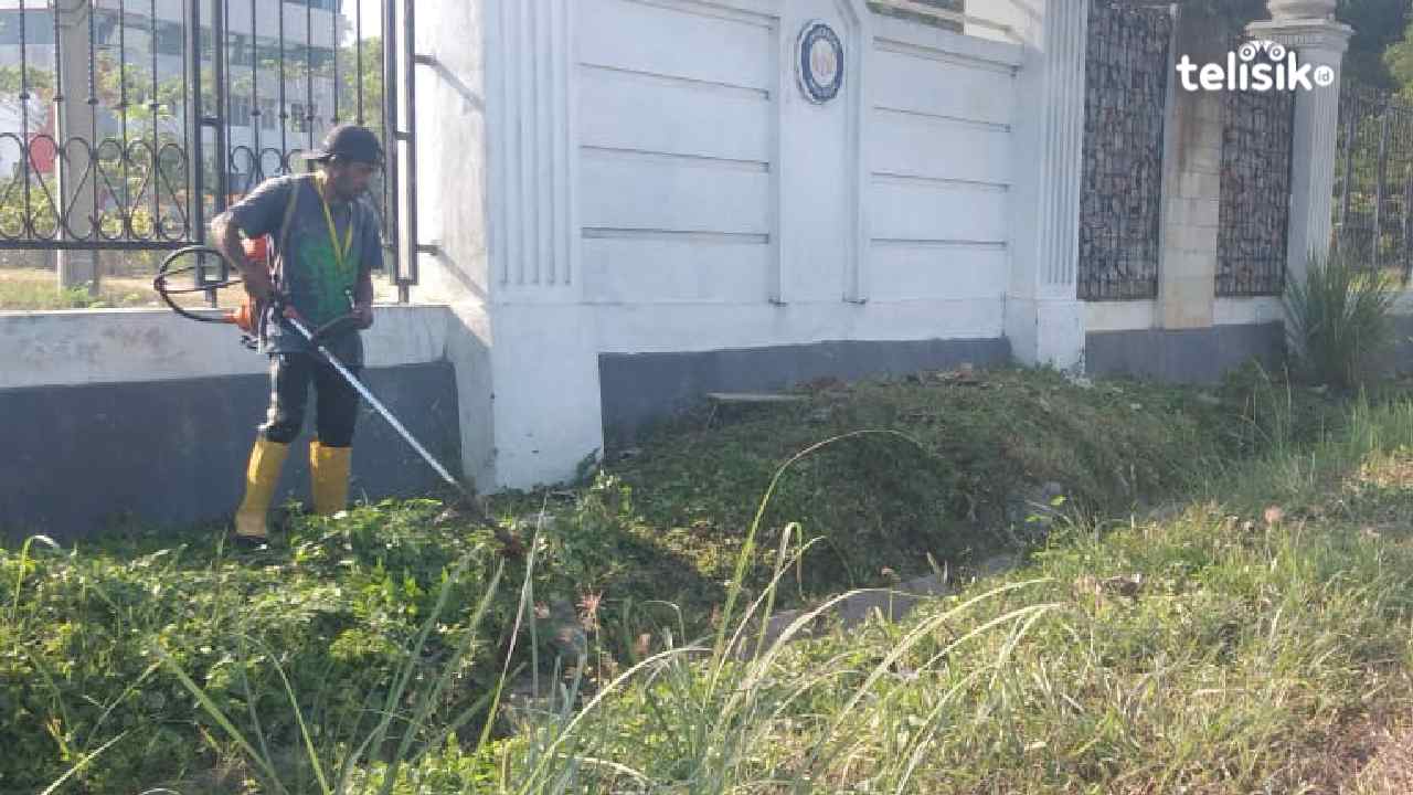 Seorang tukang potong rumput yang sedang merawat dan mempercantik lingkungan. Foto: Merdiyanto/Telisik 