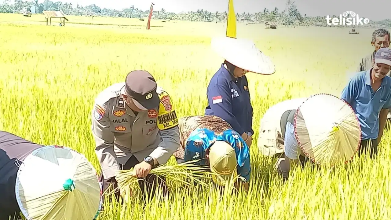 Petani Kabupaten Kolaka panen benih padi Nutrizinc di tengah El Nino. Foto: Sigit Purnomo/Telisik
