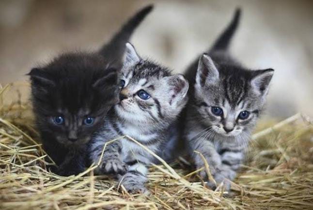 Kucing telah menjadi hewan yang berpengaruh sejak peradaban di dunia dimulai. Misalnya saja di Mesir kuno di mana kucing dianggap sebagai simbol ketuhanan. Foto: Repro Ruparupa.com