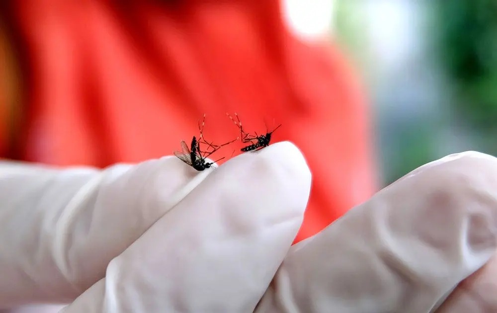 Penyebaran nyamuk wolbachia tetap dilanjutkan di lima kota di Indonesia meski percobaan di Bali ditolak oleh masyarakat setempat. Foto: Repro Antara